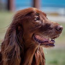 Nice Long Hair Irish Setter Labrador Retriever Chocolate Labrador Retriever