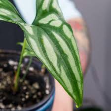 Image result for Cercestis