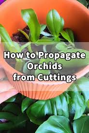 Image result for orchid cuttings