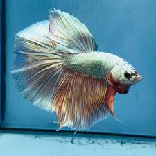 Betta Fish Uk Betta Fish Ideas Bettafish Fishbetta Fancy Betta Splendens Hm Wysiwyg Tropical Live Fish Siamese 110 Live Fish Betta Betta Fish