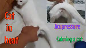 How To Calm A Cat In Heat Youtube