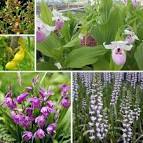 Assortiment Alpha - Kit de plusieurs Orchidées de Jardin Cypripedium Bletilla Epipactis et Spiranthes