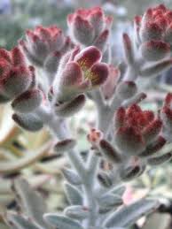 Kalanchoe Tomentosa Panda Plant World Of Succulents Plants Succulent Gardening Blooming Succulents