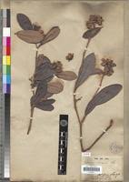 Image result for Tetracera boiviniana