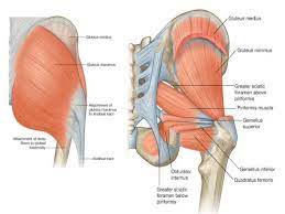 As seen in the diagram above, the gluteal muscles all originate on the pelvis at various points and then any injury to the glutes — and the pain is often continuous — will interfere with one's ability to. Glutes Anatomy Anatomy Drawing Diagram