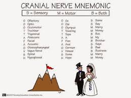 The optic nerve is also known as cranial nerve ii. Nursing Students Only Those Darn Cranial Nerves