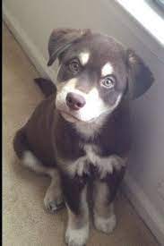 yellow lab siberian husky mix siberianhusky cute dogs dogs cute puppies