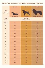 Your Dogs Age In Human Years A Conversion Table Your Dogs Age In Human Years A Convers Dog Ages Dog Years Dog Care