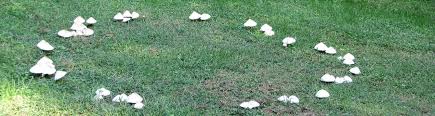 Mar 26, 2018 · a recent incident in north carolina saw one dog owner lose two of her canines after they ate mushrooms from her yard. My Dog Is Eating Mushrooms In The Yard Uf Ifas Extension Orange County