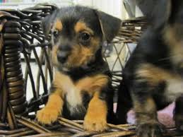 Black And Tan Jack Russell Puppies For Sale In Yorkshire Pin By Lauren Simi On I Doggies Jack Russell Best Pet Dogs Puppies