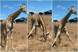 Giraffes are herbivores that generally feed on leaves of. What S So Amazing About A Giraffe Eating Grass You Ask Watch This Viral Video You Will Know India Com