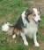 Blue Merle Long Hair Border Collie