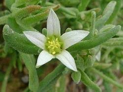 Image result for Aizoaceae