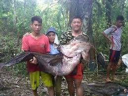 Pemburuan ikan tapah memerlukan usaha dan pengorbanan. Langit Biru Ikan Tapah Ialah Satu Spesies Ikan Duri Air Facebook