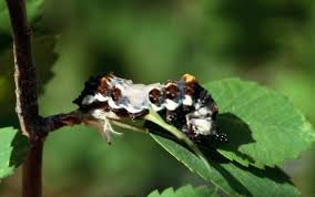 Black And Yellow Striped Caterpillar Michigan Pin On Mimicry In Insects