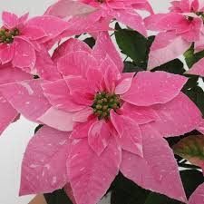 Image result for Euphorbia pulcherrima