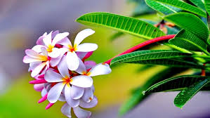 Choose from hundreds of free flower wallpapers. Nature Hd Wallpapers Nature Flowers 3d Beautiful Landscape Flowers 1920x1200 Wallpaper Teahub Io