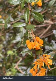 Image result for Berberis darwinii