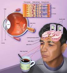 A Companion Publication to BrainFacts.org