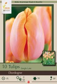 Low to high sort by price: Tulip Tulipa Single Late Dordogne From Netherland Bulb