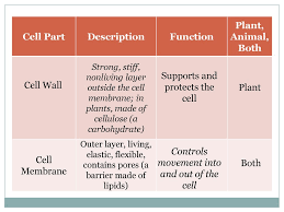 We did not find results for: The Basic Structure That Makes Up All Living Organisms Ppt Download