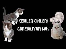kediler cinleri gorebiliyor mu youtube