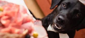The prognosis for dogs with pancreatitis ultimately depends on the severity of the illness. Feeding Dogs With Pancreatitis
