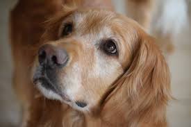 How Big Do Golden Retrievers Get Canna Pet