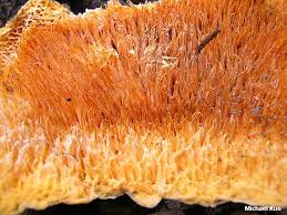 Image result for Pycnoporellus alboluteus