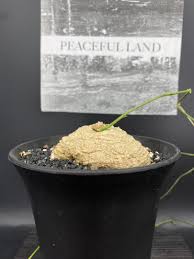 Image result for Trochomeria polymorpha