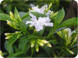 Image result for Tabernaemontana