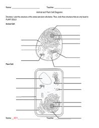 5th grade science and biology. Labels For Animal Cell Worksheets Teaching Resources Tpt