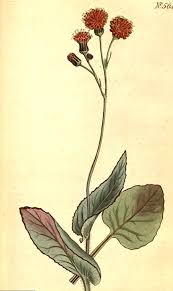 Image result for Emilia violacea