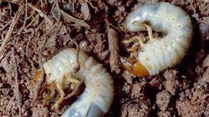 We did not find results for: Don T Let White Grubs Gobble Up Your Vegetable Crop Growing Produce
