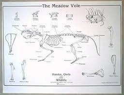 Vole Chart Hawks Owls Wildlife