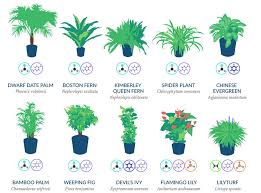 These plants come in many variations. Nasa Reveals A List Of The Best Air Cleaning Plants For Your Home Bored Panda