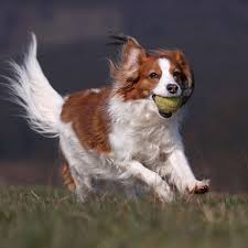 See more of kooikerhondje welpen of granny's rose on facebook. Ein Hund Als Lockvogel Das Niederlandische Kooikerhondje Tiere