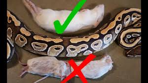 What Size Rodent Should You Feed Your Snake