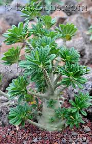 Image result for Dorstenia