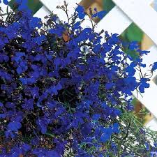 Image result for lobelia