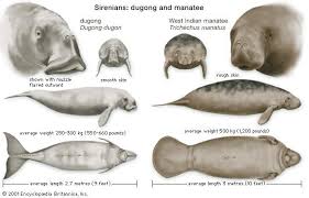 They can grow up to 3 m long, and can weigh up to about 300 kg. Features Of Dugongs Dugong Dugon And Manatees Genus Trichechus Compared Dugong Manatee Sirenian