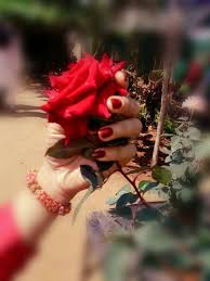 Maybe you would like to learn more about one of these? Red Rose Dpz