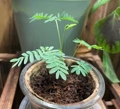 Image result for Mimosa pudica