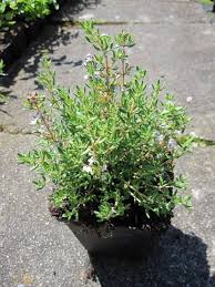 Sind allerdings noch spätfröste zu. Thymus Vulgaris Compactus Gedrungener Garten Thymian Zwerg Thymian Ebay