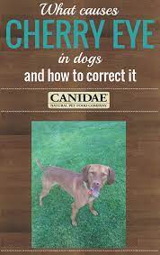 Find Out What Causes Cherry Eye In Dogs And How To Correct It