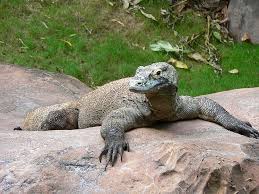 Varan Komodsky Wikipedie Komodo Dragon Komodo Monitor Lizard