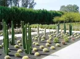 Through evolution these special plants have adapted ways to cacti are photosynthetic just like other plants; The Artful Garden Of Walter And Leonore Annenberg Sunnylands Estate