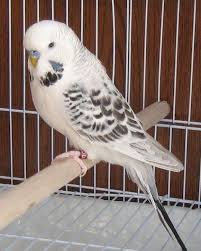 Black Birds You Can Have As Pets Pin By Lindalee Lerossignol On Pet Birds Budgies Bird Budgies White Budgie