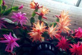 There are so many different varieties of the cactus plant; Easter Cacti Rhipsalidopsis Hatiora History Page 1