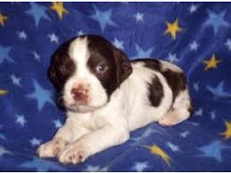 See actions taken by the people who manage and post content. Brittany Spaniel Puppies In Georgia
